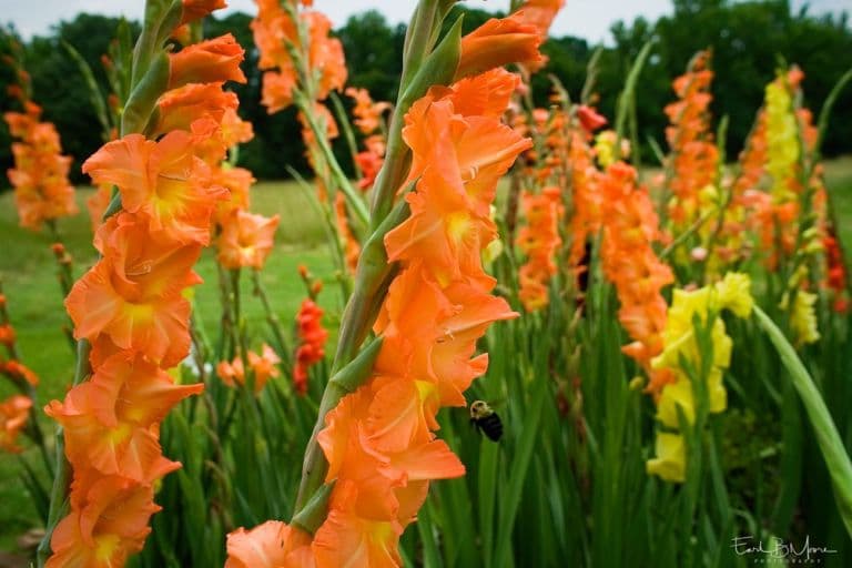 photo, Gladiolus