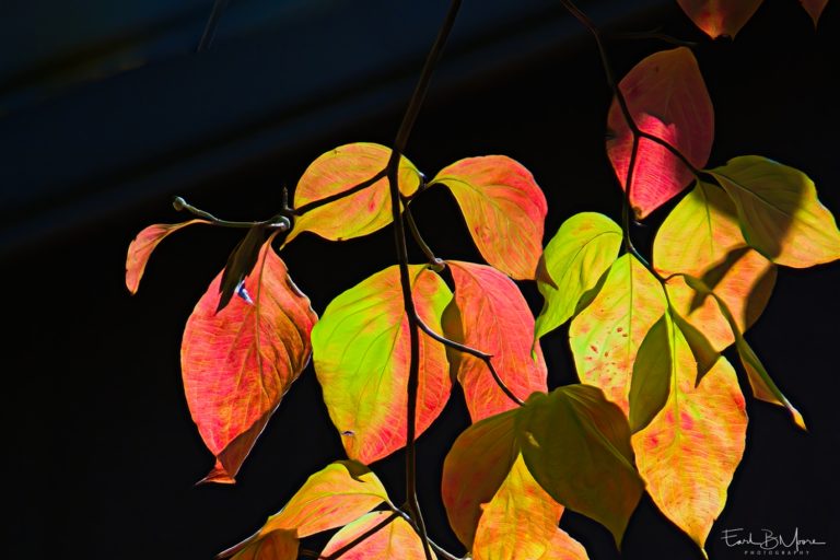 Autumn Reflections