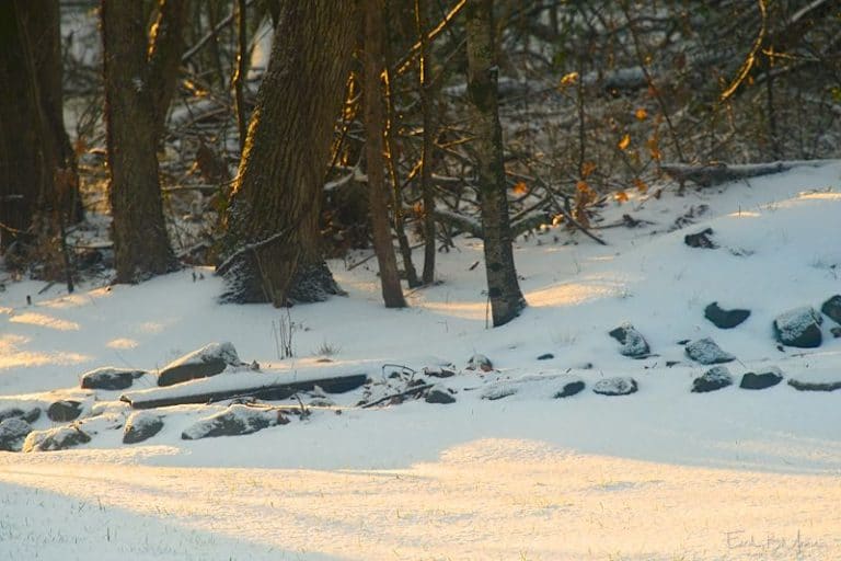 First Sun on Snowy Woods