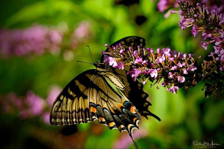 Eastern Tiger Swallowtail