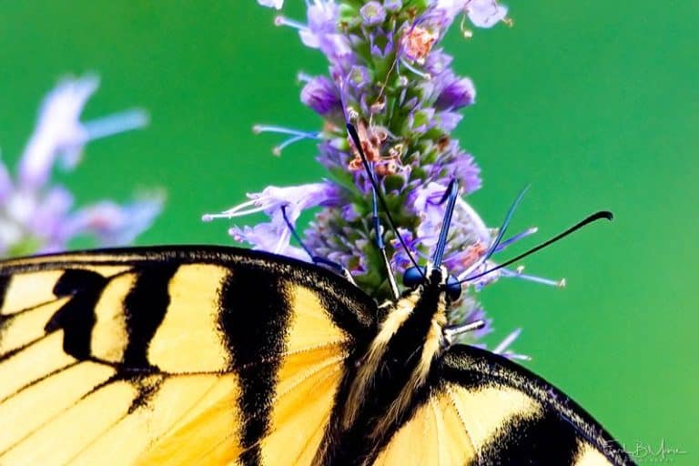 Another Eastern Tiger Swallowtail Butterfly