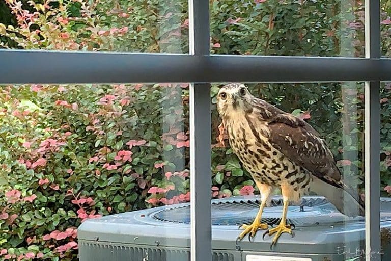 Red-Tailed Hawk