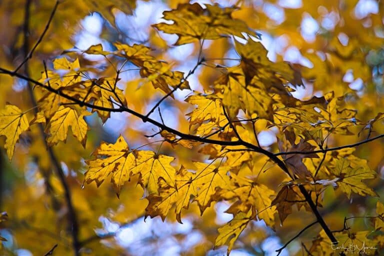 Warmth in Yellow, Green and Red