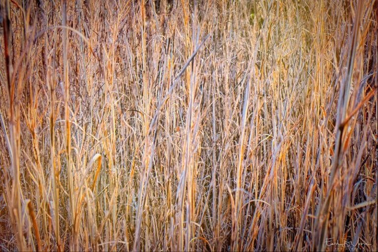 Broomsedge In Winter