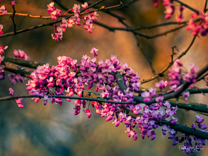 Eastern Redbud Blooms