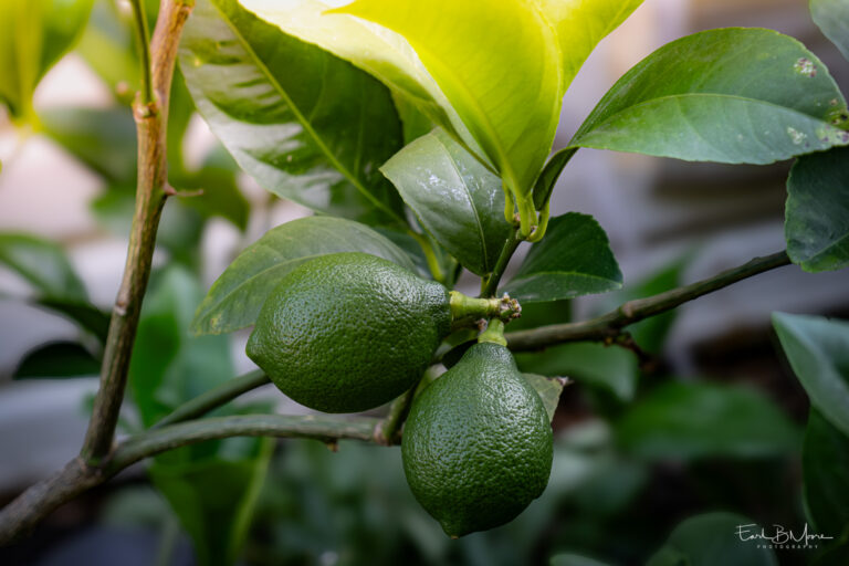 “Baby” Lemons