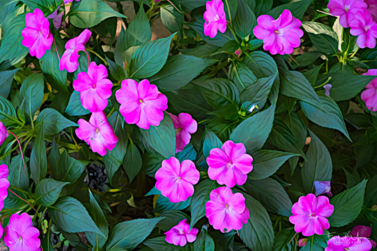 Impatiens Expressions