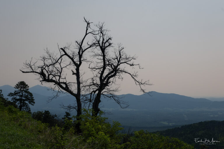 Tree Loss