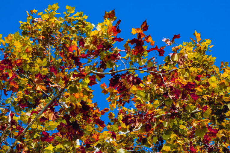 Against Blue Sky