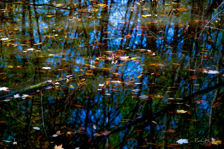 Leaves On Water