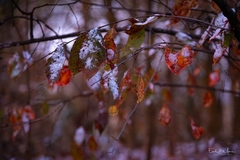 A Dusting Of Snow