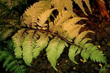 #2669 - Japanese Painted Fern