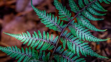 #2667 - Japanese Painted Fern