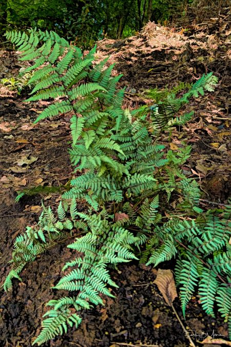 #01 -Japanese Painted Fern