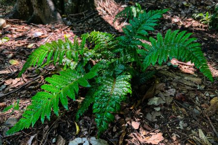 #02 - Braun's Holly Fern