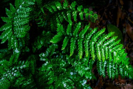 #04 - Braun's Holly Fern