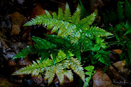 #06 - Autumn Fern