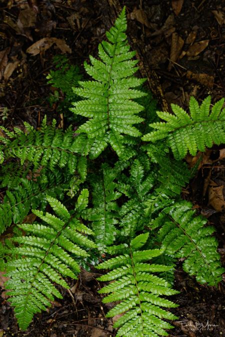 #03 - Braun's Holly Fern