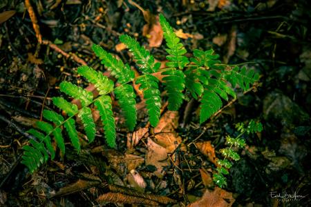 #05 - Marginal Wood Fern