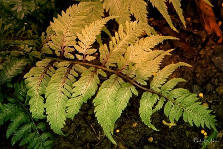 #07 - Japanese Painted Fern
