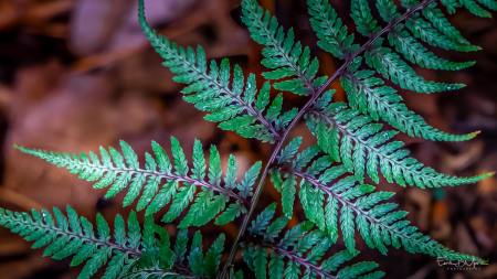 #08 - Japanese Painted Fern
